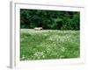 White Horse in a field of white daisies, near Seaside, Clatsop County, Northern Coast, Oregon, USA-null-Framed Photographic Print
