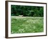 White Horse in a field of white daisies, near Seaside, Clatsop County, Northern Coast, Oregon, USA-null-Framed Photographic Print