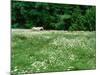 White Horse in a field of white daisies, near Seaside, Clatsop County, Northern Coast, Oregon, USA-null-Mounted Photographic Print