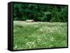 White Horse in a field of white daisies, near Seaside, Clatsop County, Northern Coast, Oregon, USA-null-Framed Stretched Canvas