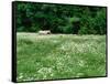 White Horse in a field of white daisies, near Seaside, Clatsop County, Northern Coast, Oregon, USA-null-Framed Stretched Canvas