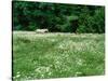 White Horse in a field of white daisies, near Seaside, Clatsop County, Northern Coast, Oregon, USA-null-Stretched Canvas