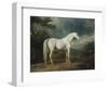 White Horse in a Wooded Landscape, 1791-Sawrey Gilpin-Framed Giclee Print