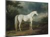 White Horse in a Wooded Landscape, 1791-Sawrey Gilpin-Mounted Giclee Print