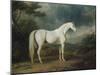 White Horse in a Wooded Landscape, 1791-Sawrey Gilpin-Mounted Giclee Print
