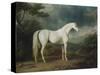 White Horse in a Wooded Landscape, 1791-Sawrey Gilpin-Stretched Canvas