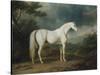 White Horse in a Wooded Landscape, 1791-Sawrey Gilpin-Stretched Canvas
