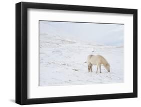 White Horse in Snow Field, Dalvik Area, Eyjafjšrdur, North Iceland-Julia Wellner-Framed Photographic Print