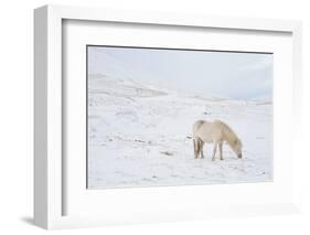 White Horse in Snow Field, Dalvik Area, Eyjafjšrdur, North Iceland-Julia Wellner-Framed Photographic Print