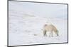 White Horse in Snow Field, Dalvik Area, Eyjafjšrdur, North Iceland-Julia Wellner-Mounted Photographic Print