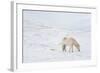 White Horse in Snow Field, Dalvik Area, Eyjafjšrdur, North Iceland-Julia Wellner-Framed Photographic Print