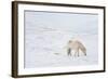 White Horse in Snow Field, Dalvik Area, Eyjafjšrdur, North Iceland-Julia Wellner-Framed Photographic Print