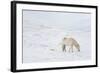 White Horse in Snow Field, Dalvik Area, Eyjafjšrdur, North Iceland-Julia Wellner-Framed Photographic Print