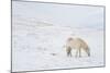 White Horse in Snow Field, Dalvik Area, Eyjafjšrdur, North Iceland-Julia Wellner-Mounted Photographic Print