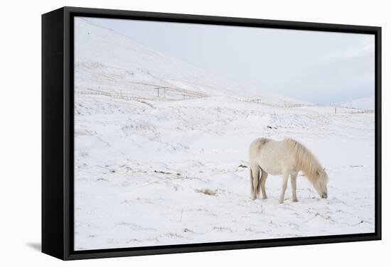 White Horse in Snow Field, Dalvik Area, Eyjafjšrdur, North Iceland-Julia Wellner-Framed Stretched Canvas