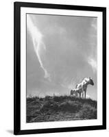 White Horse Ranch Where New Breed of Albino Horses are Being Raised-William C^ Shrout-Framed Photographic Print