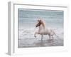 White Horse Running on the Beach, Iceland-Arctic-Images-Framed Photographic Print