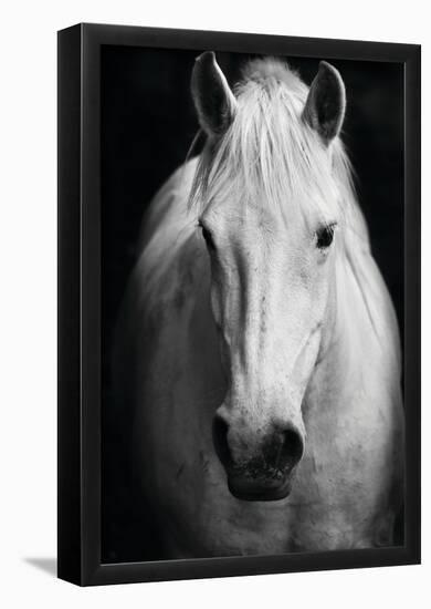 White Horse's Black And White Art Portrait-null-Framed Poster