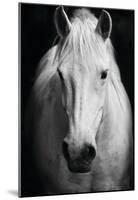 White Horse's Black And White Art Portrait-null-Mounted Poster