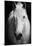 White Horse's Black And White Art Portrait-null-Mounted Poster