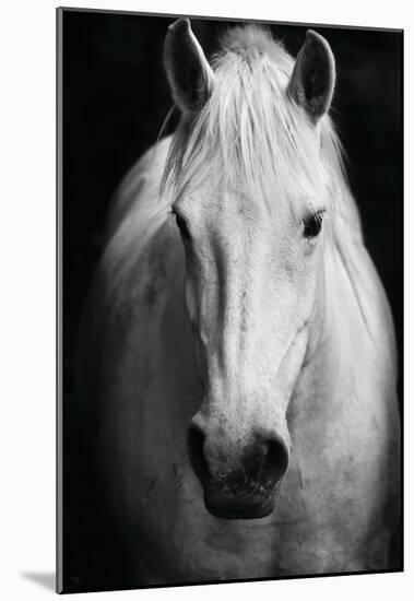 White Horse's Black And White Art Portrait-null-Mounted Poster