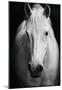 White Horse's Black And White Art Portrait-null-Mounted Poster