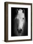 White Horse's Black and White Art Portrait.-Matej Kastelic-Framed Photographic Print