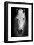 White Horse's Black and White Art Portrait.-Matej Kastelic-Framed Photographic Print