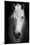 White Horse's Black and White Art Portrait.-Matej Kastelic-Mounted Photographic Print