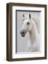 White Horse Stallion-null-Framed Premium Giclee Print