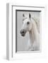 White Horse Stallion-null-Framed Premium Giclee Print