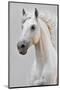 White Horse Stallion-null-Mounted Premium Giclee Print