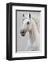 White Horse Stallion-null-Framed Art Print