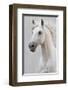 White Horse Stallion-null-Framed Art Print