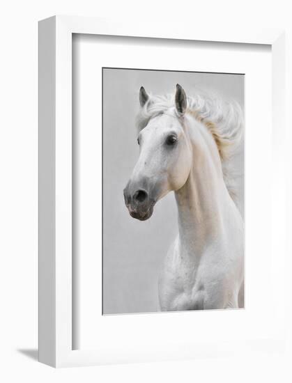 White Horse Stallion-null-Framed Art Print