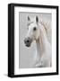 White Horse Stallion-null-Framed Art Print