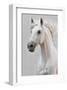 White Horse Stallion-null-Framed Art Print