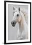 White Horse Stallion-null-Framed Art Print