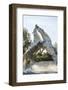 White Horse Stallions Fighting, the Camargue, France-Peter Adams-Framed Photographic Print