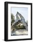 White Horse Stallions Fighting, the Camargue, France-Peter Adams-Framed Photographic Print