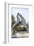 White Horse Stallions Fighting, the Camargue, France-Peter Adams-Framed Photographic Print