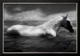 White Horse Swimming-Tim Lynch-Framed Photographic Print