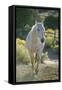 White Horse Walking on Trail-DLILLC-Framed Stretched Canvas