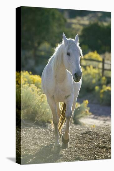 White Horse Walking on Trail-DLILLC-Stretched Canvas