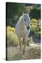 White Horse Walking on Trail-DLILLC-Stretched Canvas