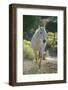 White Horse Walking on Trail-DLILLC-Framed Photographic Print