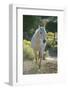 White Horse Walking on Trail-DLILLC-Framed Photographic Print