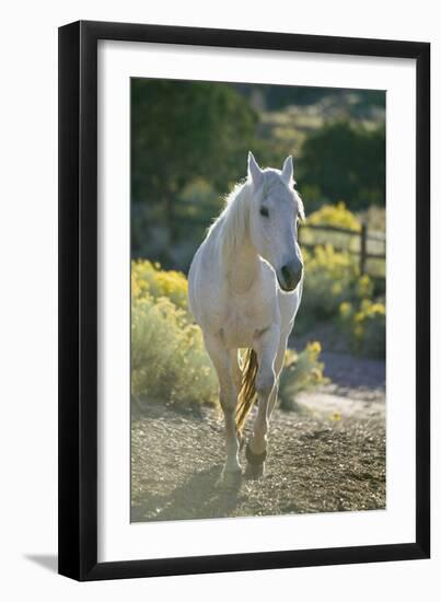 White Horse Walking on Trail-DLILLC-Framed Photographic Print