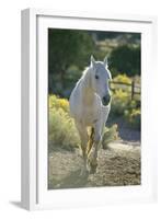 White Horse Walking on Trail-DLILLC-Framed Photographic Print
