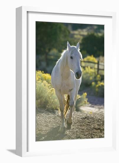 White Horse Walking on Trail-DLILLC-Framed Photographic Print